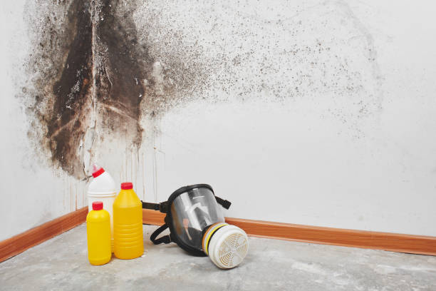 Best Best Mold Removal Companies  in Cashton, WI