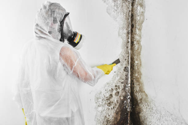 Certified Mold Removal in Cashton, WI