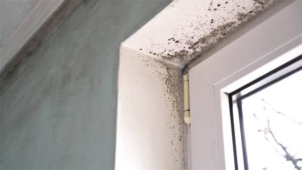 Best Fast Mold Removal  in Cashton, WI