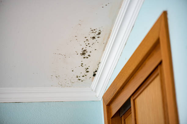 Best Emergency Mold Removal  in Cashton, WI