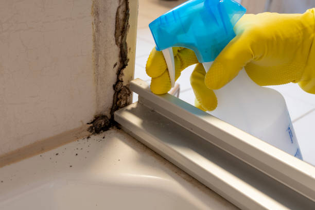 Best Commercial Mold Removal  in Cashton, WI