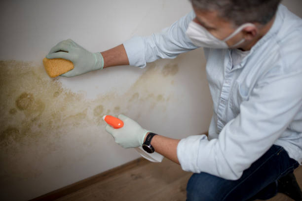 Trusted Cashton, WI Mold Removal Experts