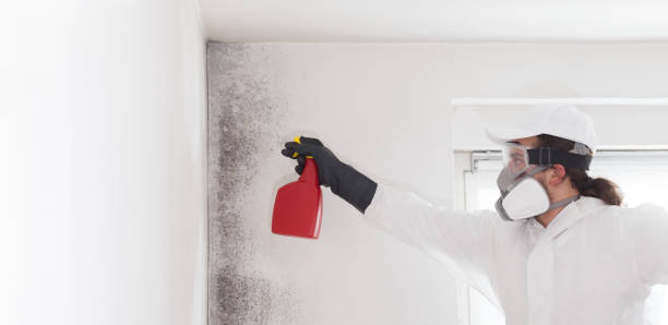 Attic Mold Removal in Cashton, WI