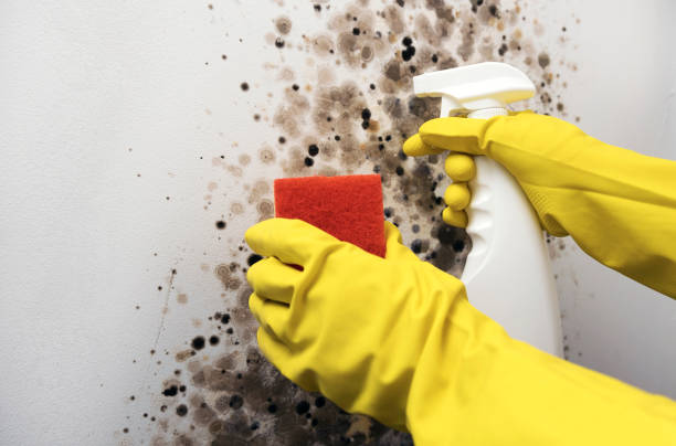 Best Affordable Mold Removal  in Cashton, WI