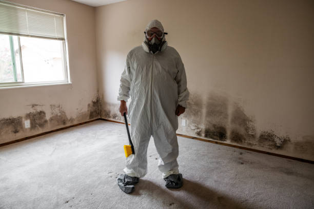 Certified Mold Removal in Cashton, WI