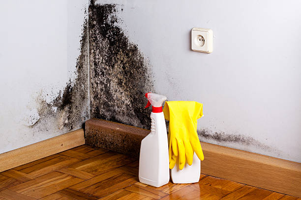 Best Home Mold Removal  in Cashton, WI