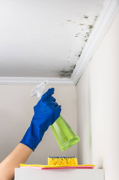 Best Mold Cleaning Services  in Cashton, WI