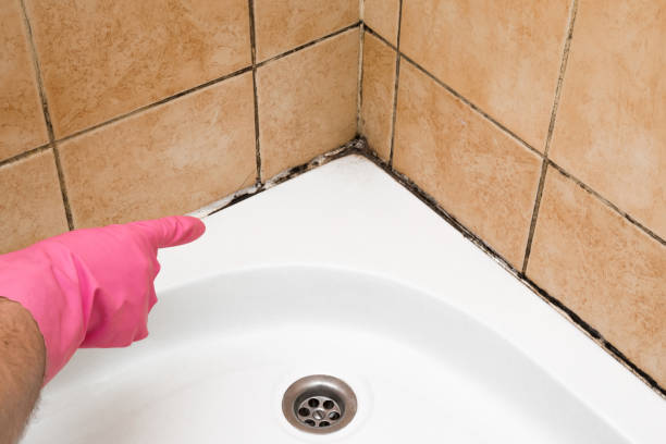 Best Professional Mold Removal  in Cashton, WI