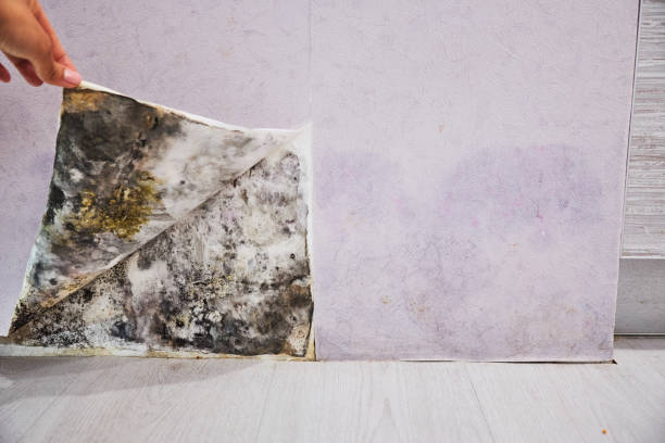Best Water Damage Restoration  in Cashton, WI